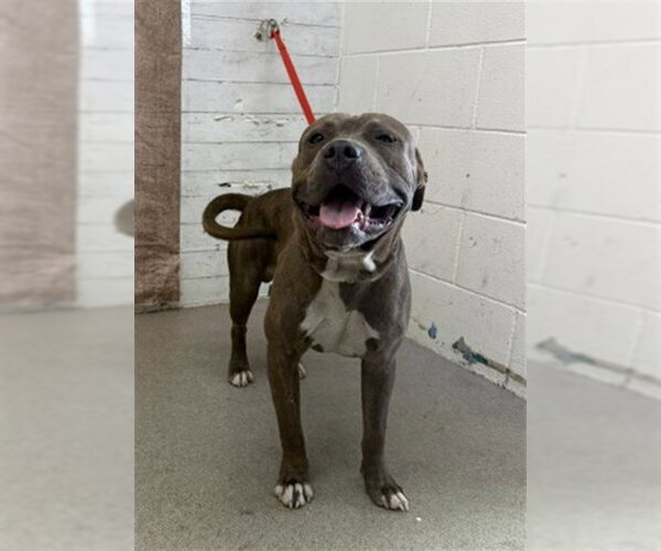 Medium Photo #1 Mutt Puppy For Sale in San Bernardino, CA, USA