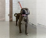 COMET - Male Mutt Dog for Adoption - Small photo