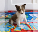 Small Photo #1 Shetland Sheepdog Puppy For Sale in MILWAUKEE, WI, USA