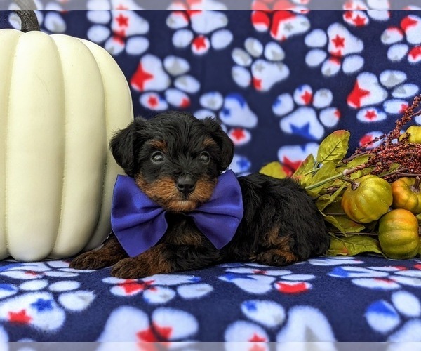 Medium Photo #10 YorkiePoo Puppy For Sale in KIRKWOOD, PA, USA