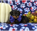 Small Photo #10 YorkiePoo Puppy For Sale in KIRKWOOD, PA, USA