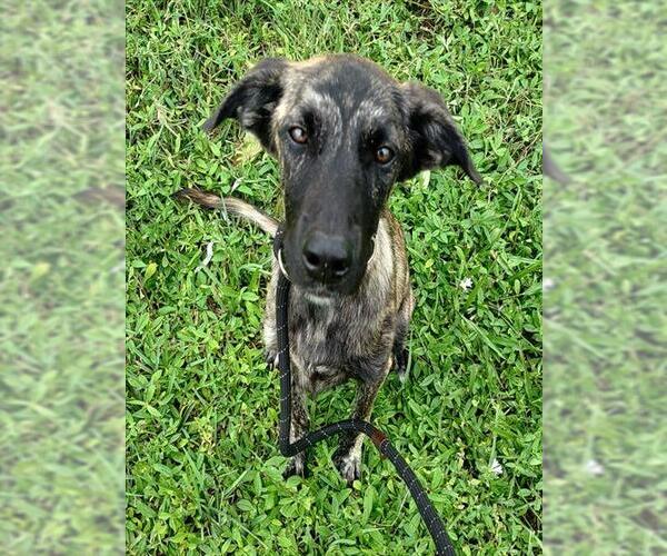 Medium Photo #1 Holland Shepherd Puppy For Sale in Fort Lauderdale, FL, USA