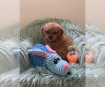 Small Photo #2 Cavapoo Puppy For Sale in SYLMAR, CA, USA