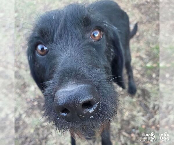 Medium Photo #8 Labrador Retriever-Unknown Mix Puppy For Sale in Washington, DC, USA