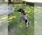 Small Photo #7 German Shorthaired Pointer Puppy For Sale in SAN DIEGO, CA, USA
