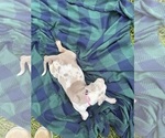 Small #4 Catahoula Leopard Dog
