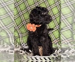 Small #2 Labradoodle mix (+ Poodle Standard)