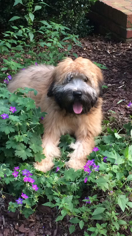 Medium Photo #14 Soft Coated Wheaten Terrier Puppy For Sale in THOMASVILLE, NC, USA