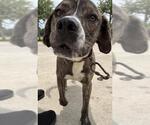 Small Labrador Retriever Mix