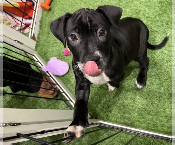 Medium Photo #4 Mutt Puppy For Sale in Sanford, FL, USA