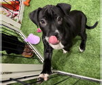Small #3 Mutt