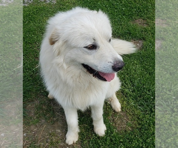 Medium Photo #5 Great Pyrenees Puppy For Sale in DOWELLTOWN, TN, USA