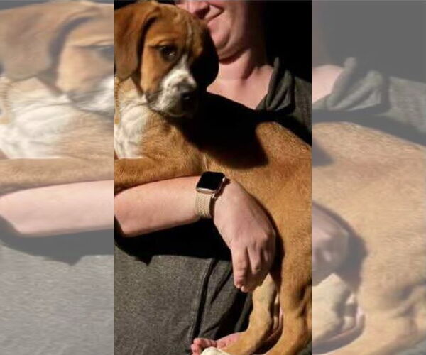 Medium Photo #14 Boxer-Unknown Mix Puppy For Sale in Burnsville, MN, USA