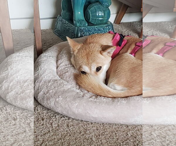 Medium Photo #6 Shiba Inu Puppy For Sale in St. Louis Park, MN, USA
