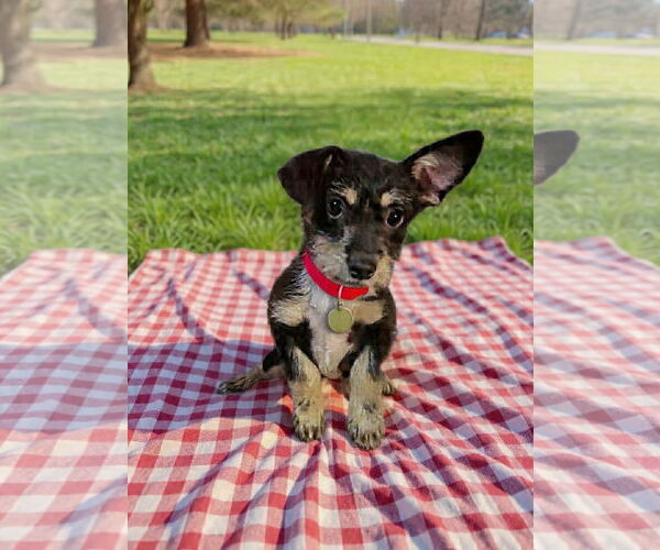 Medium Photo #1 Toxirn Puppy For Sale in Phoenix, AZ, USA