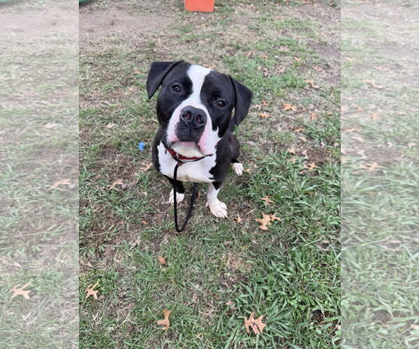 Medium Photo #1 American Pit Bull Terrier Puppy For Sale in Alexandria, VA, USA