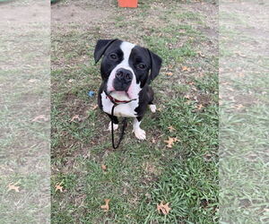 American Pit Bull Terrier Dogs for adoption in Alexandria, VA, USA