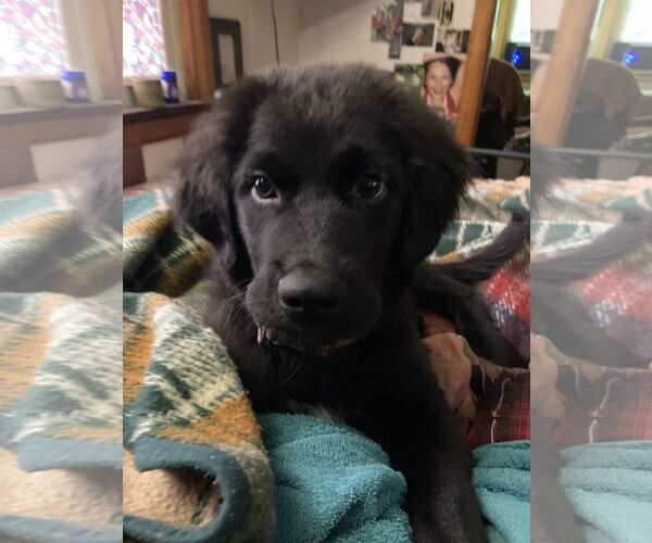 Medium Photo #4 Australian Shepherd-Unknown Mix Puppy For Sale in Princeton, MN, USA