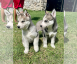 Small Photo #19 Siberian Husky Puppy For Sale in BRKN ARW, OK, USA