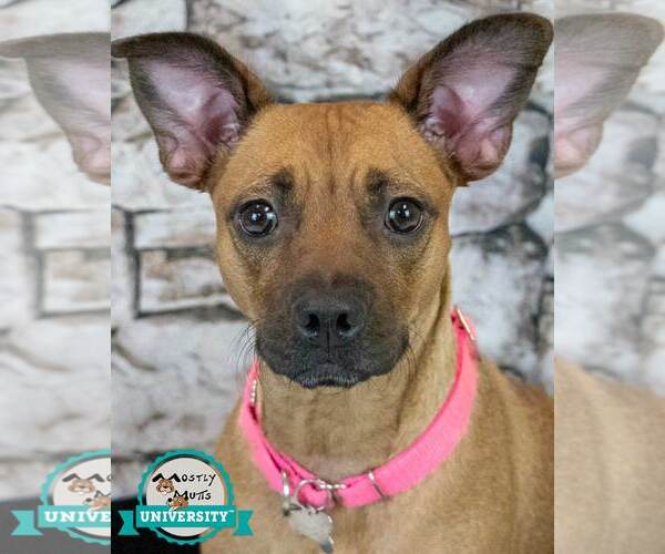 Medium Photo #1 Miniature Bull Terrier-Unknown Mix Puppy For Sale in Kennesaw, GA, USA