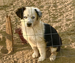 Small Photo #1 Miniature Australian Shepherd Puppy For Sale in LUCERNE VALLEY, CA, USA