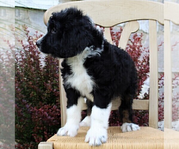 Medium Photo #3 Bernedoodle Puppy For Sale in MERCERSBURG, PA, USA