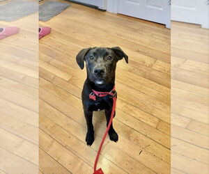 Labrador Retriever Dogs for adoption in Boston, MA, USA