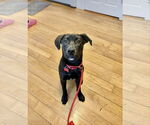 Small Labrador Retriever