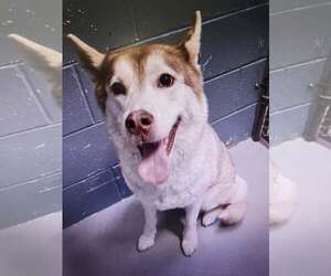 Siberian Husky-Unknown Mix Dogs for adoption in Rowlett, TX, USA
