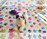 Small #8 ShihPoo