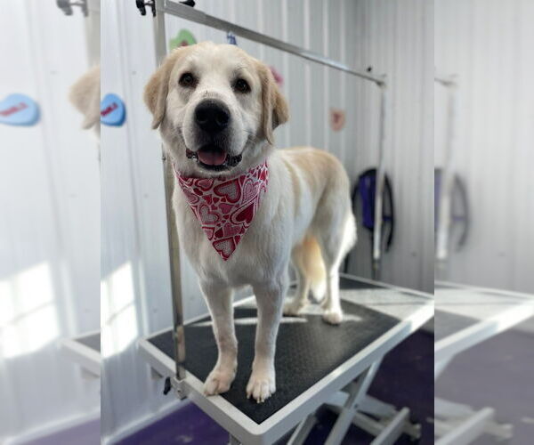 Medium Photo #4 Great Pyrenees Puppy For Sale in Richmond, IN, USA