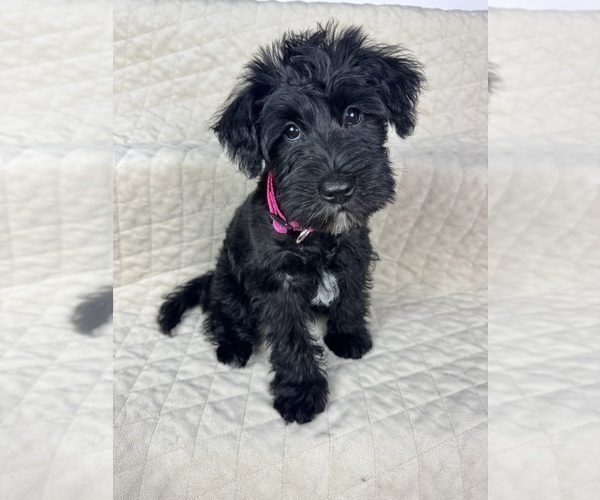 Medium Photo #19 Schnauzer (Miniature) Puppy For Sale in HIGHLAND, CA, USA