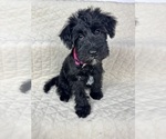 Small Photo #19 Schnauzer (Miniature) Puppy For Sale in HIGHLAND, CA, USA