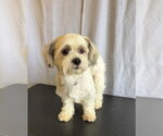 Small Shih Tzu Mix