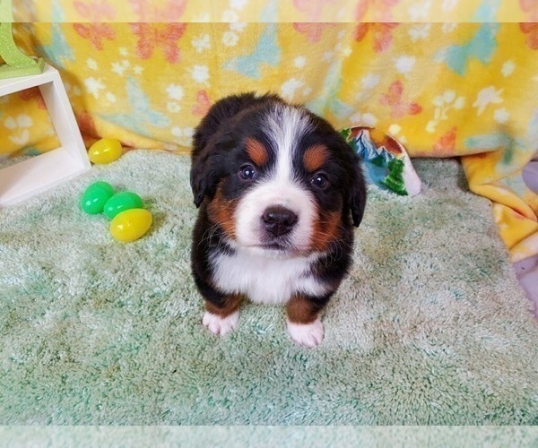 Medium Photo #10 Bernese Mountain Dog Puppy For Sale in BLACK FOREST, CO, USA