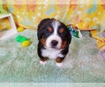 Small Photo #10 Bernese Mountain Dog Puppy For Sale in BLACK FOREST, CO, USA