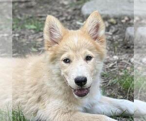 Huskies -Unknown Mix Dogs for adoption in Yardley, PA, USA