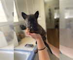 Small Photo #9 Belgian Malinois Puppy For Sale in CLOVIS, CA, USA