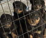 Small Photo #3 Rottweiler Puppy For Sale in FLORENCE, KY, USA