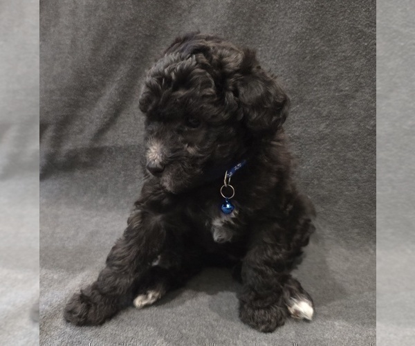 Medium Photo #6 Whoodle (Miniature) Puppy For Sale in KATY, TX, USA