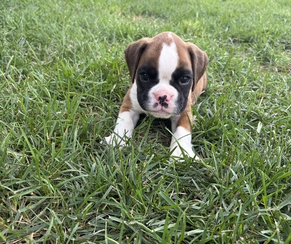 Medium Photo #6 Boxer Puppy For Sale in LONG BEACH, CA, USA