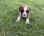 Small #5 Boxer