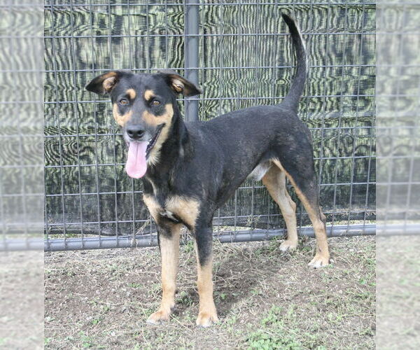 Medium Photo #3 Mutt Puppy For Sale in Abbeville, LA, USA