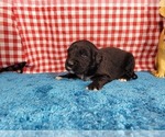 Small #5 Golden Mountain Dog