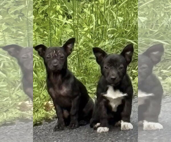 Medium Photo #14 Chihuahua-Unknown Mix Puppy For Sale in Mount Laurel, NJ, USA