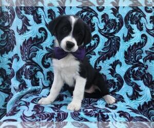 Border Collie Puppy for sale in NARVON, PA, USA