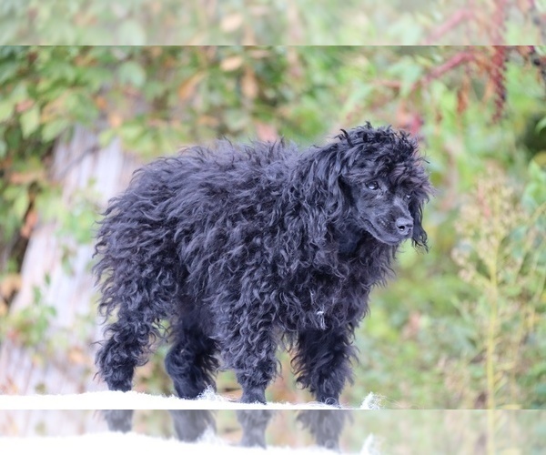 Medium Photo #14 Poodle (Toy) Puppy For Sale in DYERSBURG, TN, USA