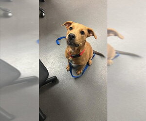 Labrador Retriever-Unknown Mix Dogs for adoption in Corpus Christi, TX, USA