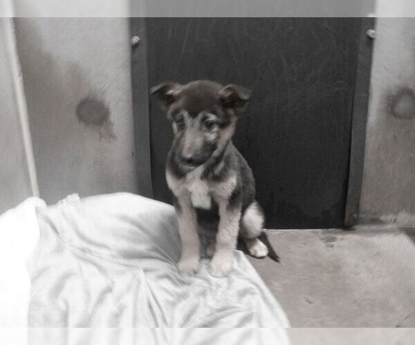 Medium Photo #1 German Shepherd Dog-Unknown Mix Puppy For Sale in Oroville, CA, USA