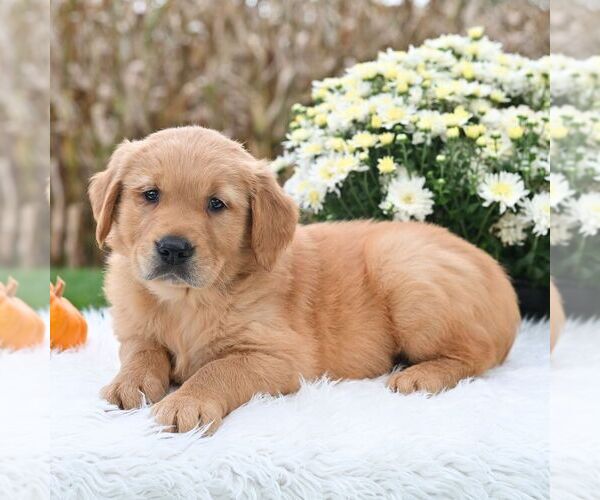Medium Photo #3 Golden Retriever Puppy For Sale in NEWPORT, PA, USA
